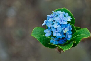 蓝色绣球花特写
