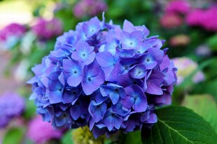 蓝绣球花特写