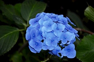 蓝色绣球花特写