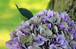 紫色绣球花特写