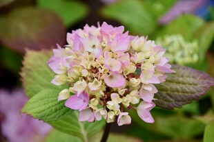 粉色绣球花特写