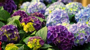 多彩绣球花绽放
