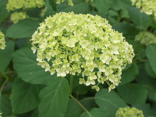 清新绣球花绽放