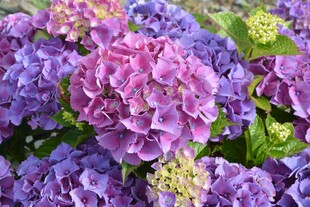 美丽绣球花绽放