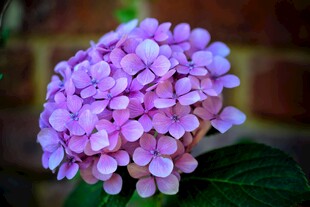 美丽紫色绣球花特写