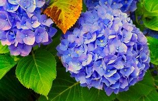 蓝紫绣球花绽放