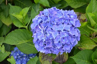 蓝绣球花绽放绿叶间