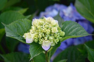 清新绣球花绽放