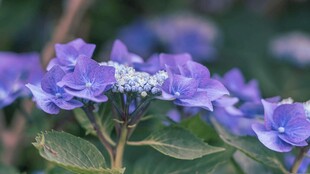 美丽蓝紫色绣球花绽放