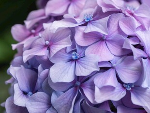 梦幻紫绣球花绽放