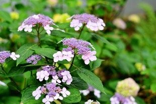 紫色小花绽放绿意间