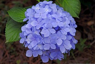 蓝紫色绣球花特写