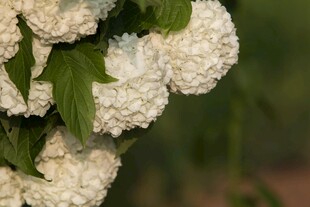 白色绣球花绽放