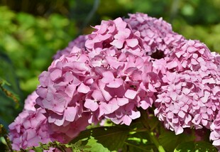粉色绣球花特写