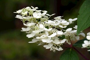白色绣球花特写