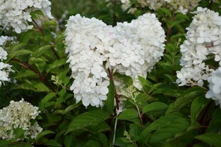 白色绣球花绽放