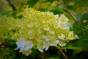 清新淡雅绣球花绽放