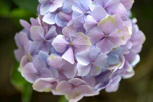 淡紫色绣球花特写