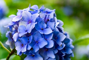 蓝色绣球花特写