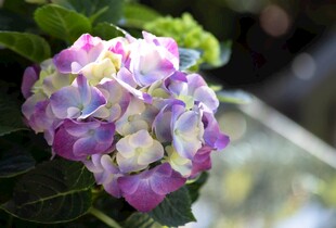 多彩绣球花特写