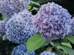 梦幻紫色绣球花绽放