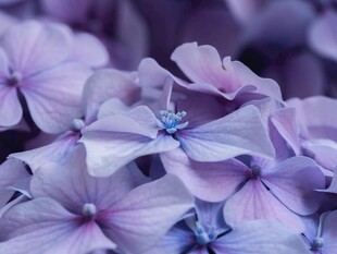 梦幻紫色绣球花特写