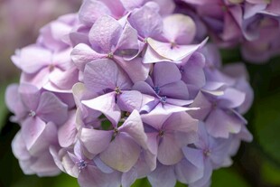 紫色绣球花特写