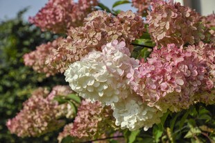 多彩绣球花绽放