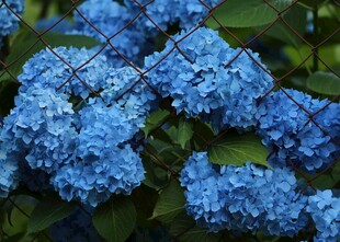 蓝色绣球花绽放