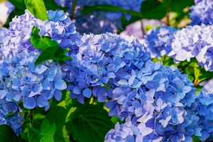 蓝绣球花绽放