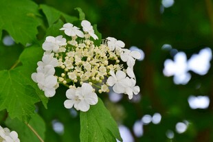 白色琼花绽放绿叶间
