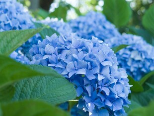 蓝绣球花绽放的美丽瞬间
