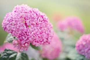 粉色绣球花特写