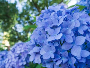 蓝绣球花绽放