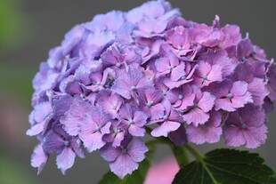 紫色绣球花特写