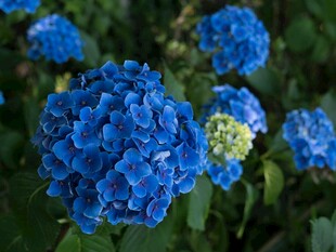 蓝色绣球花绽放美丽