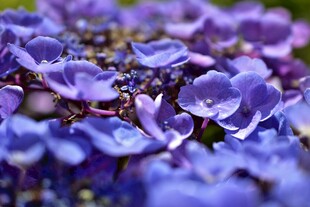 紫色烂漫小花绽放