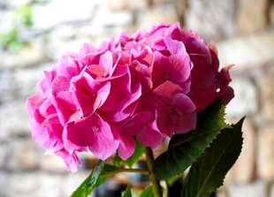 娇艳粉色绣球花特写