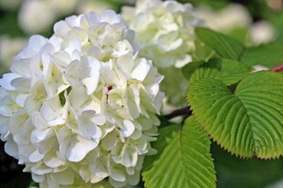 白色绣球花绽放