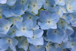 蓝色绣球花特写