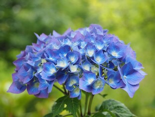 蓝色绣球花绽放