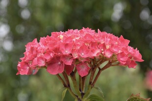娇艳粉色绣球花绽放