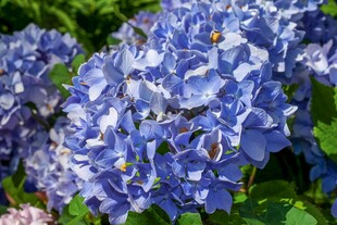 蓝绣球花绽放