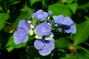 蓝紫色绣球花绽放