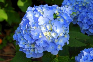 蓝色绣球花特写