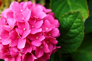 娇艳粉色绣球花特写