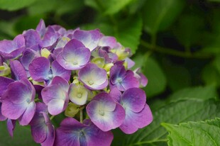 紫色绣球花特写