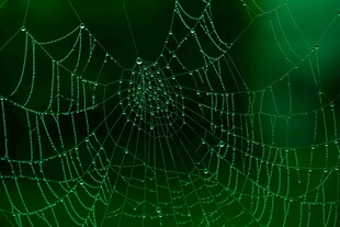 绿色梦幻蜘蛛网背景图案