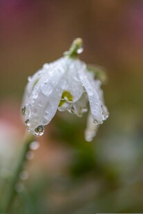 带露雪花莲绽放之美