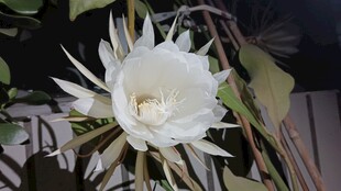 盛开的白色昙花